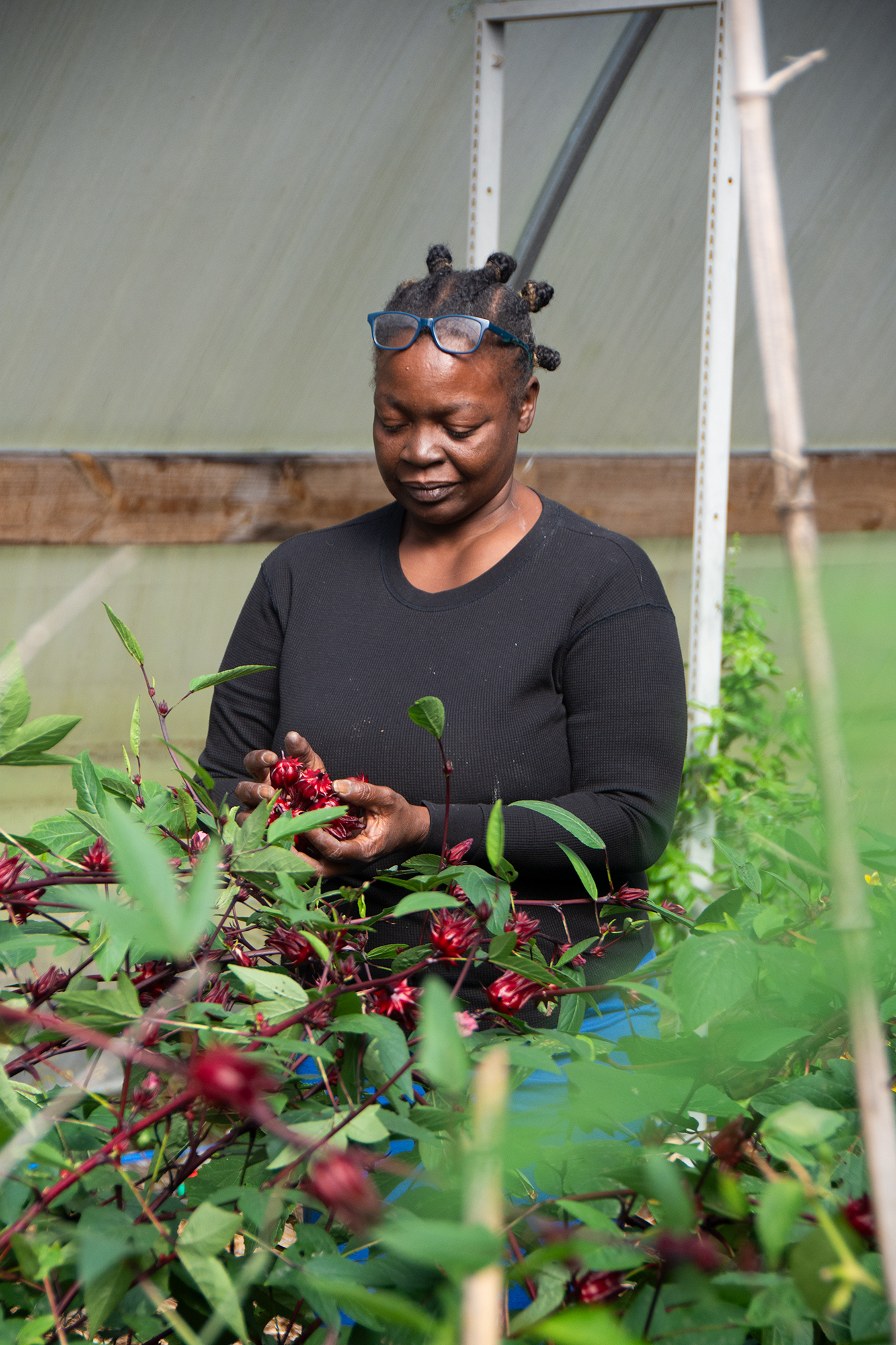 Alissia Matthews, black woman with tight short braids, in black shirt harvesting hibiscus.